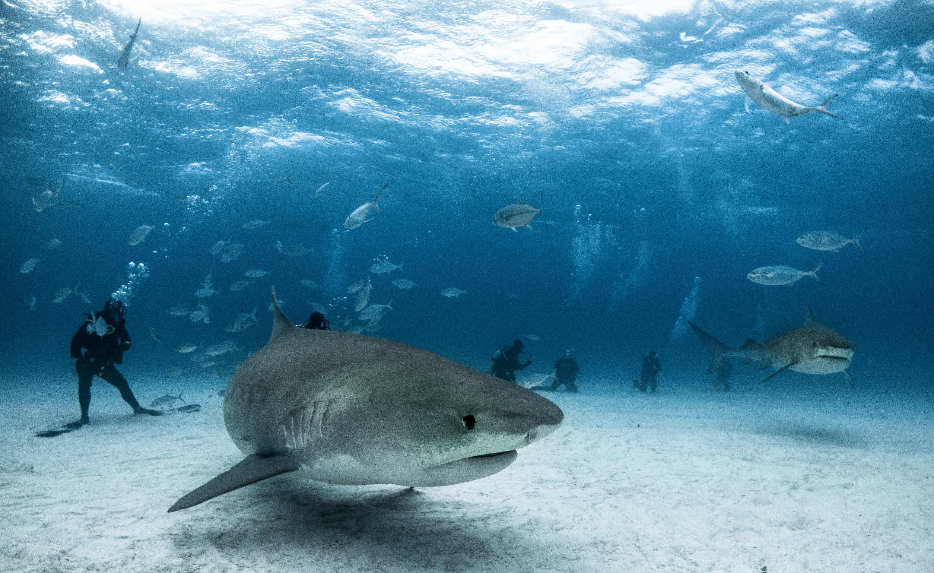 Tauchplatz Tiger Beach – tauchsafari bahamas tigherhai