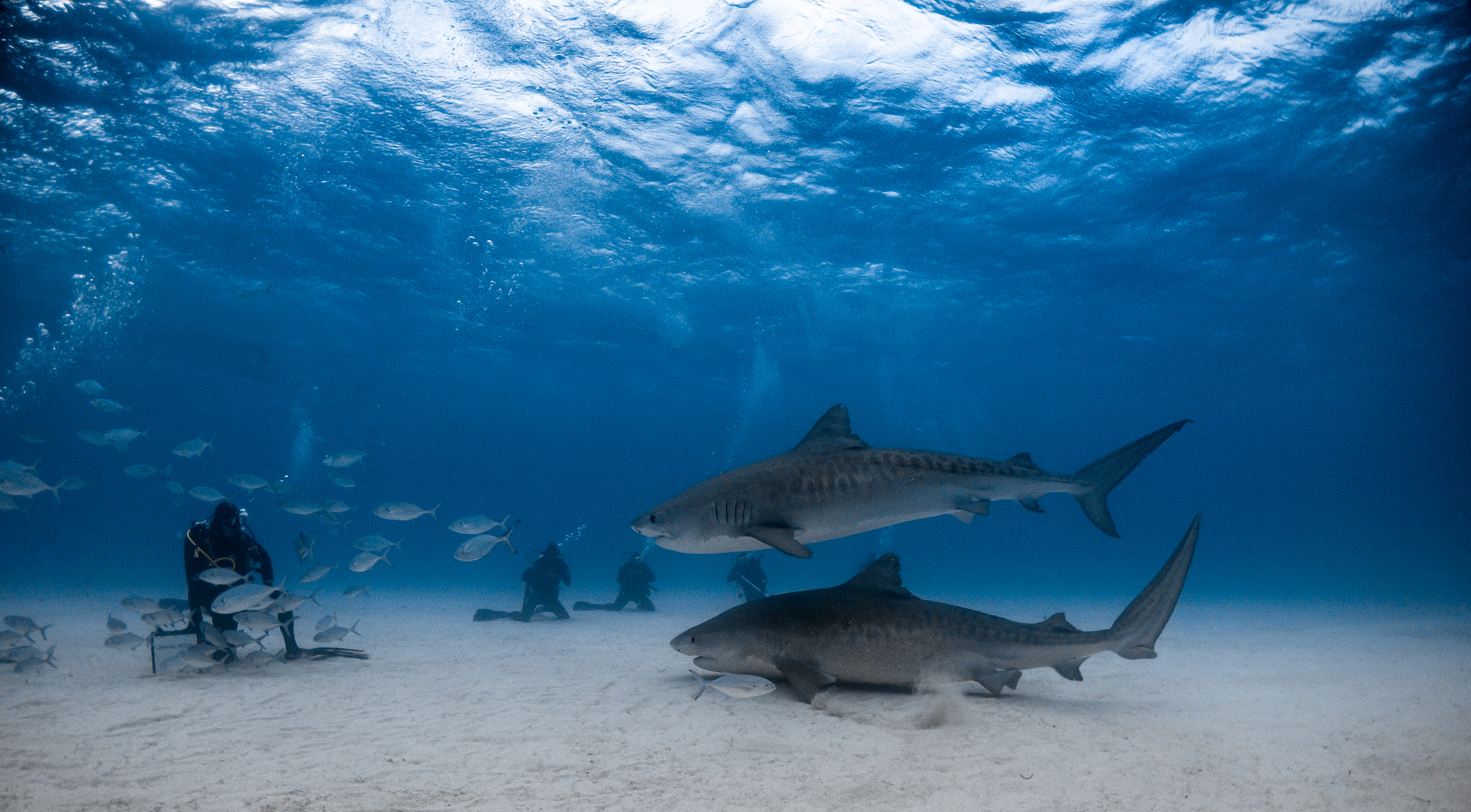 Tauchplatz Tiger Beach – tourmare-bahamas-tauchreise-tiger-beach 2