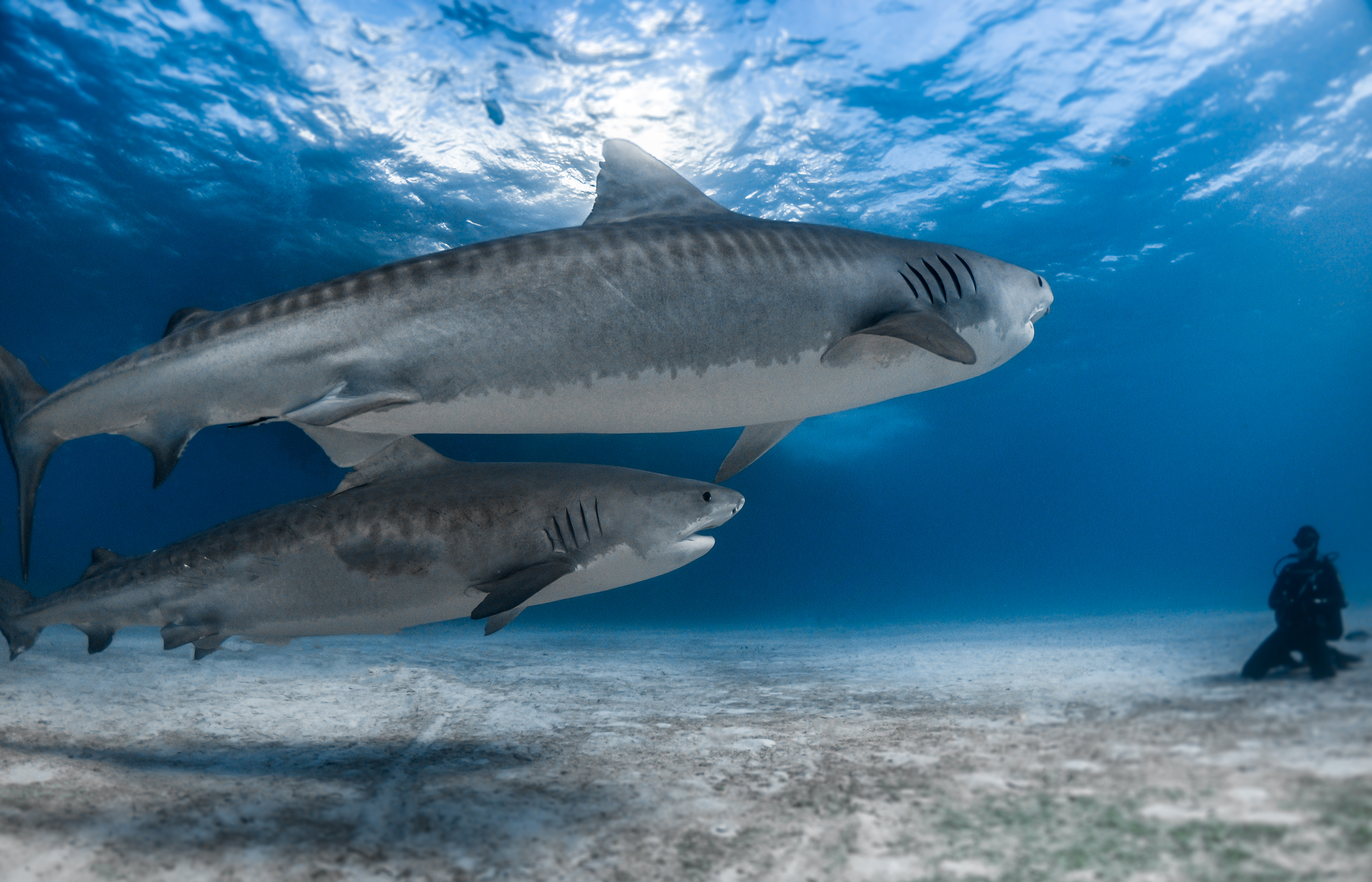 Tauchplatz Tiger Beach – tourmare-bahamas-tauchreise-tiger-beach 3