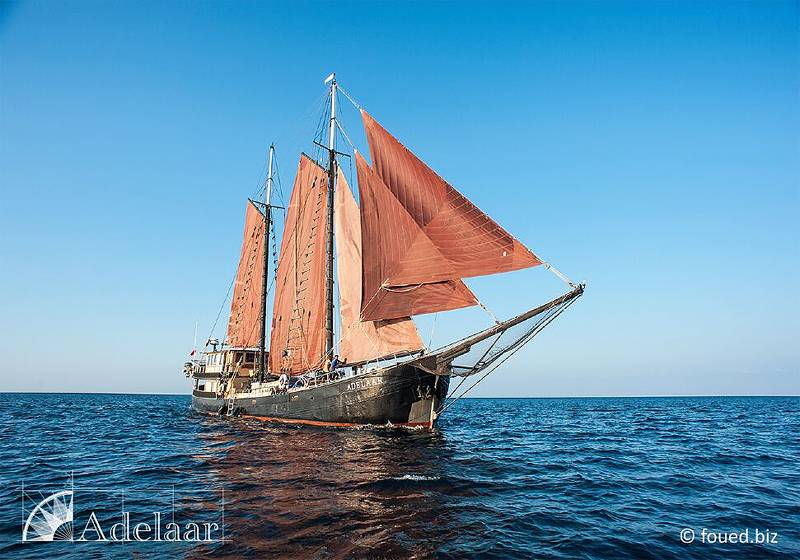 Adelaar · Indonesien
