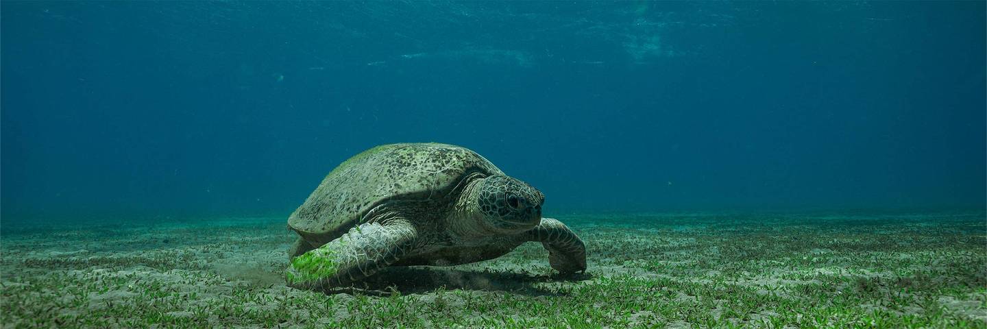 Tauchen in Ägypten – tauchsafari ägypten rotes meer schildkröte