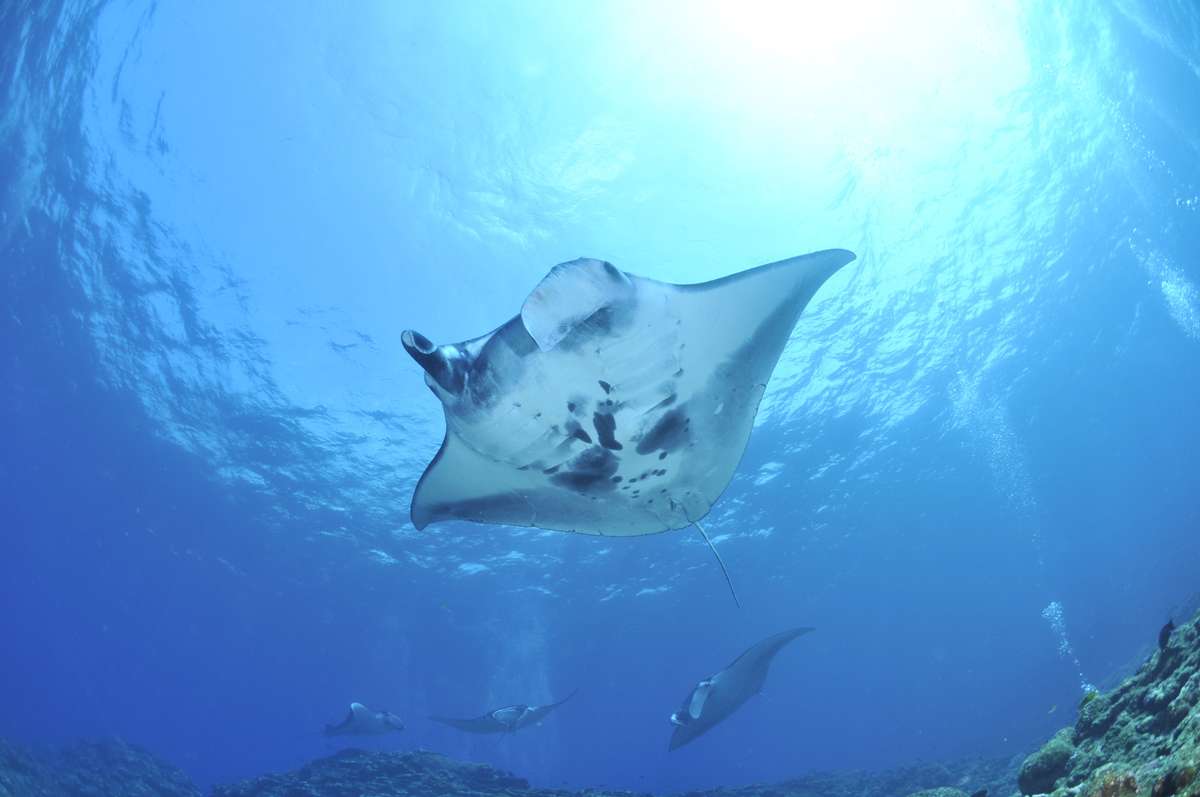 Tauchsafari Palau