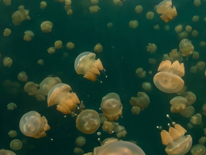Jellyfish Lake