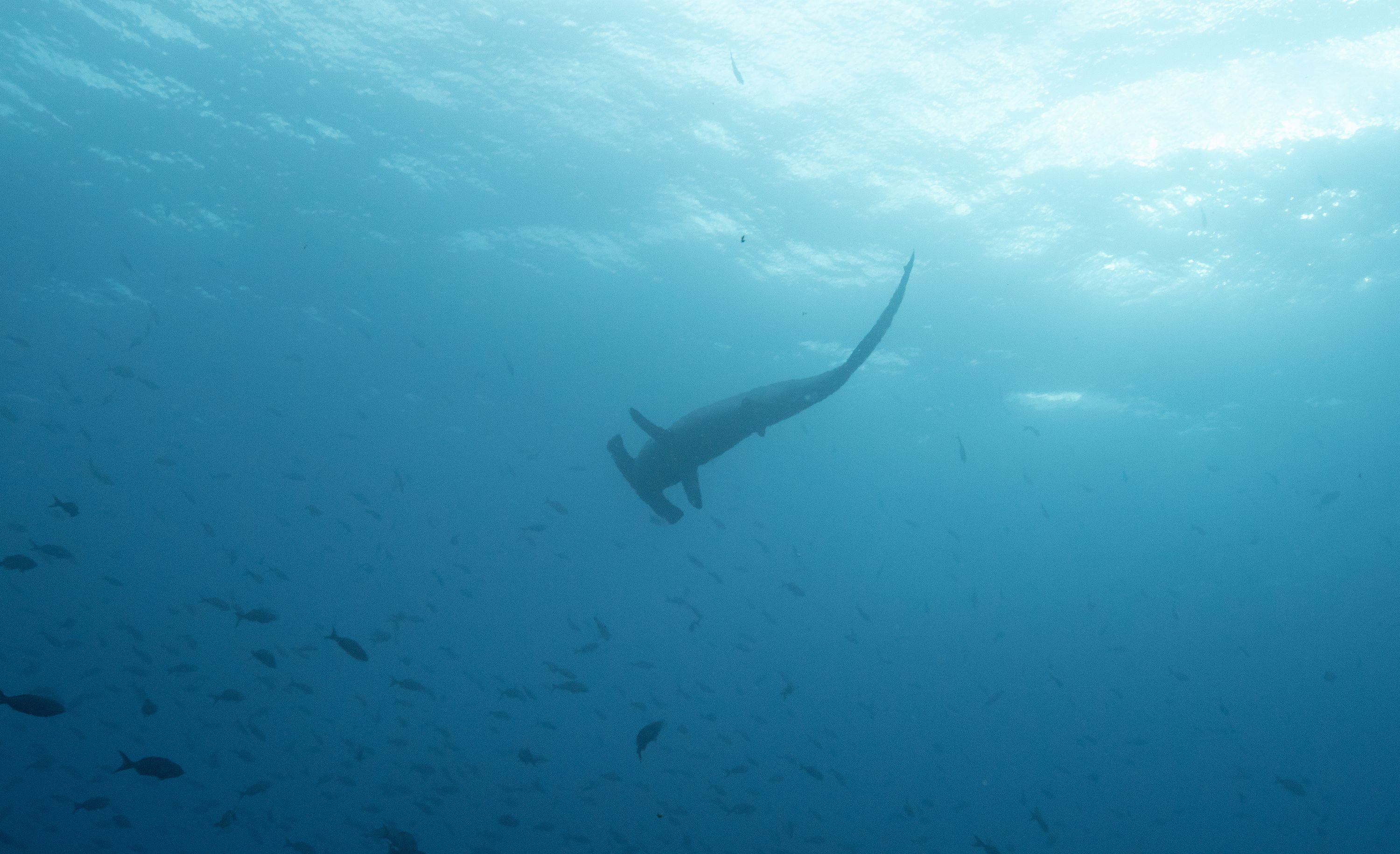 Bajo Alcyone - Cocos Island