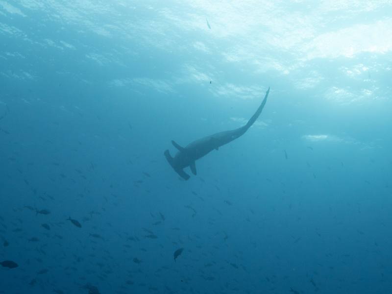 Bajo Alcyone - Cocos Island