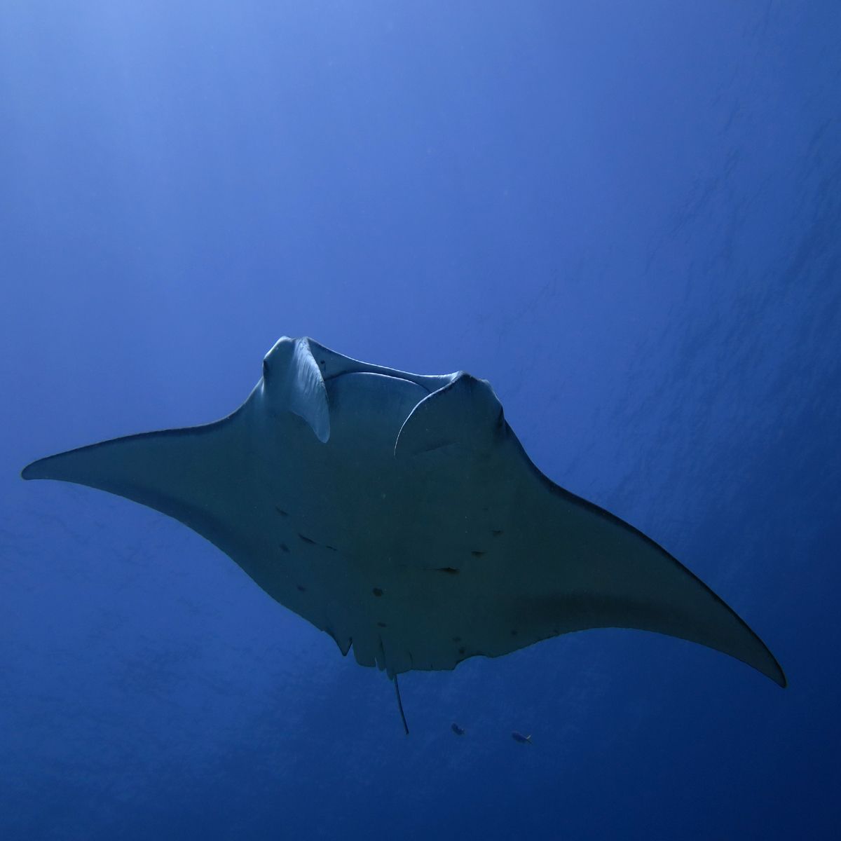 Mantarochen-Sichtungen