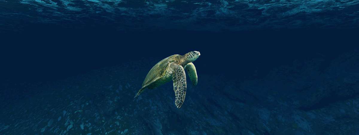 Tauchsafari Belize