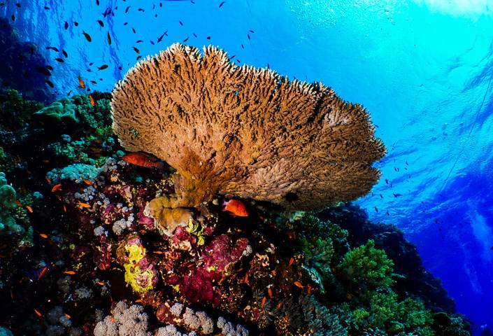 Tauchen in Ägypten – Rotes-Meer Koralle