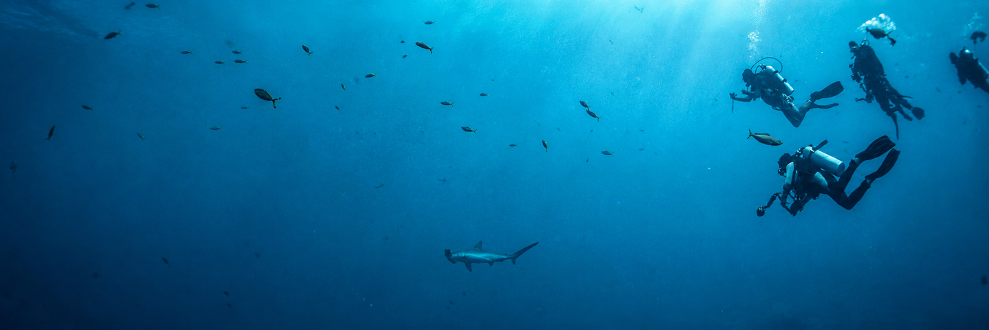 Tauchen in Ägypten – Taucher und Hai im tiefblauen Meer ägypten