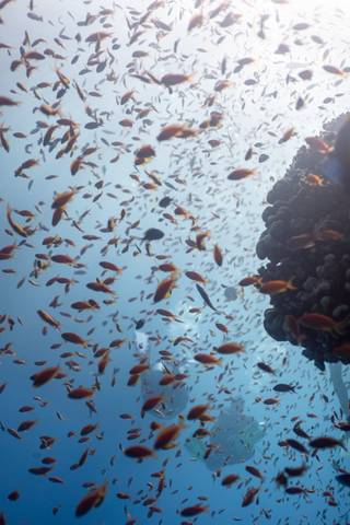 Tauchen in Ägypten – tauchurlaub ägypten fischschwarm