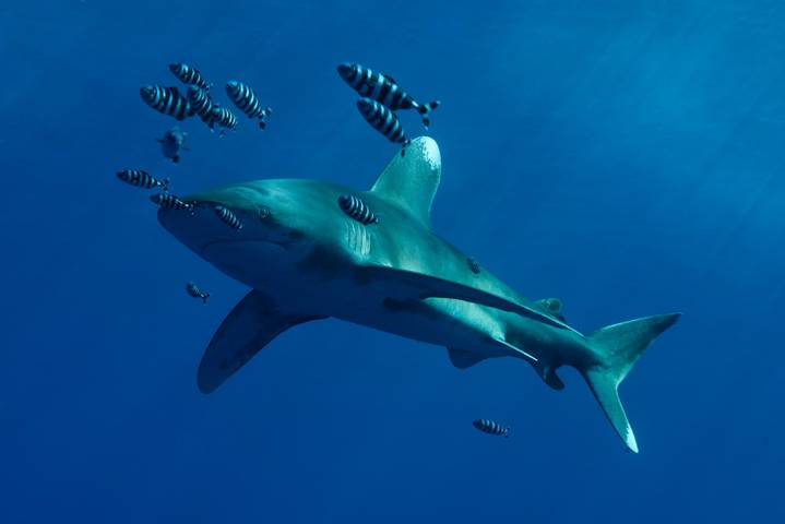 Tauchen in Ägypten – Longimanus