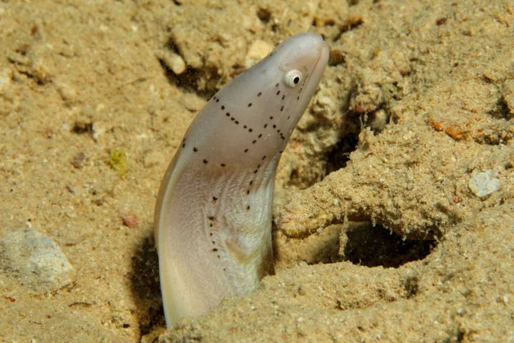Tauchen in Ägypten – Peppered Moray Eel