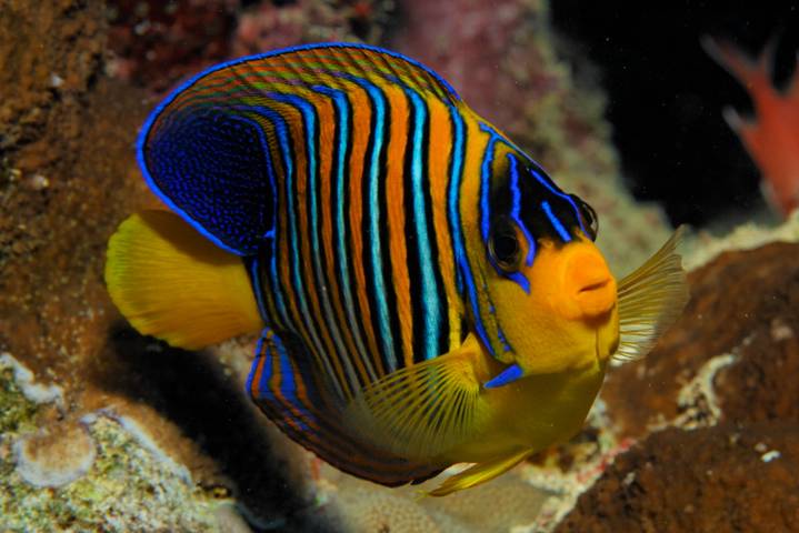 Tauchen in Ägypten – Royal Angelfish