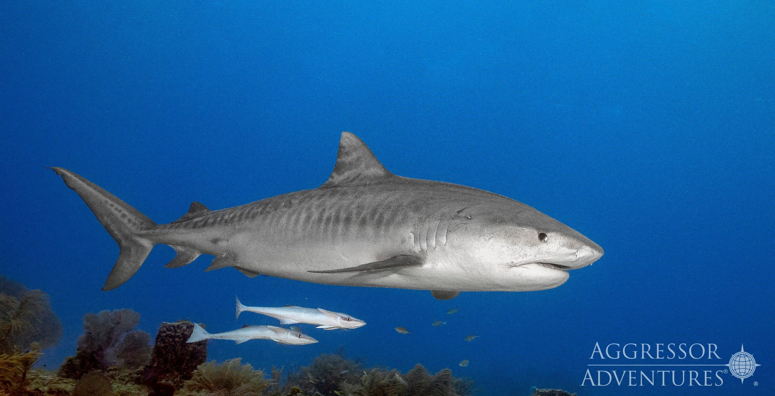 Bahamas Aggressor II