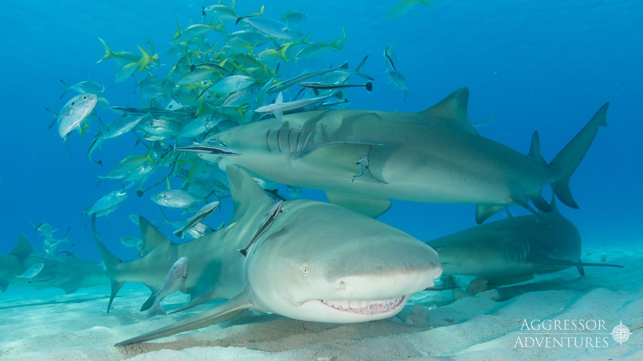 Bahamas Aggressor II