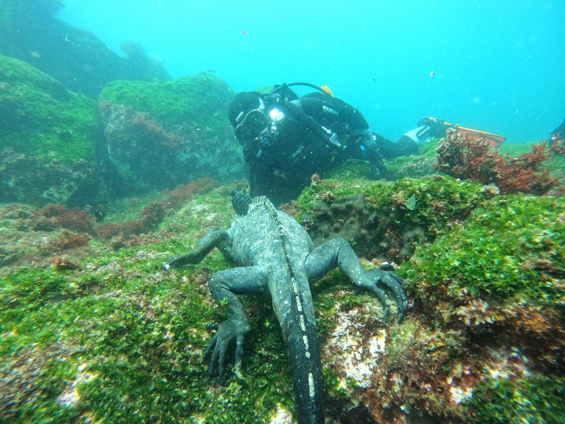 Galaxy Diver II