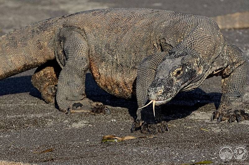 Komodo Aggressor